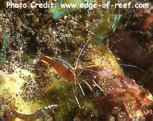  Lysmata prima (Lesser Cleaning Shrimp)