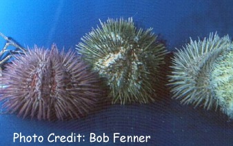  Lytechinus variegatus (Variegated Urchin, Green Urchin, Pincushion Urchin)