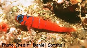  Lythrypnus dalli (Catalina Goby)