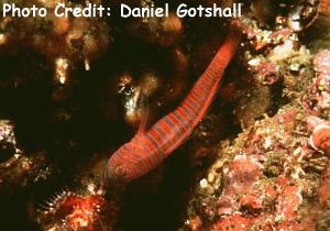  Lythrypnus zebra (Zebra Goby)