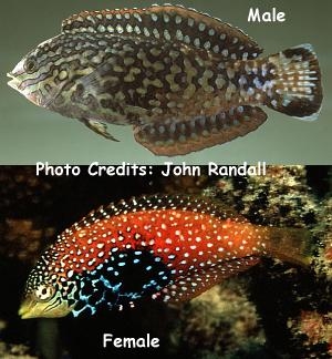  Macropharyngodon bipartitus bipartitus (Vermiculate Leopard Wrasse)