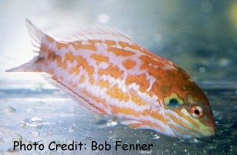  Macropharyngodon choati (Choat’s Leopard Wrasse)