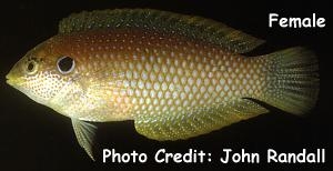  Macropharyngodon kuiteri (Black Leopard Wrasse)