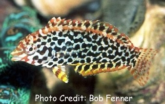  Macropharyngodon meleagris (Blackspotted Leopard Wrasse)