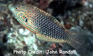  Macropharyngodon ornatus (False Leopard Wrasse)