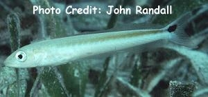  Malacanthus plumieri (Sand Tilefish, Sand Blanquillo)