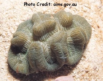  Manicina areolata (Rose Coral)