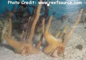  Manucompanus varians (Coralhouse Crab, Staghorn Hermit Crab, Antler Hermit)