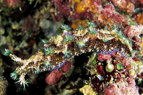  Marionia sp. 1 (Sea Slug)