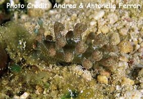  Marionia sp. 2 (Sea Slug)