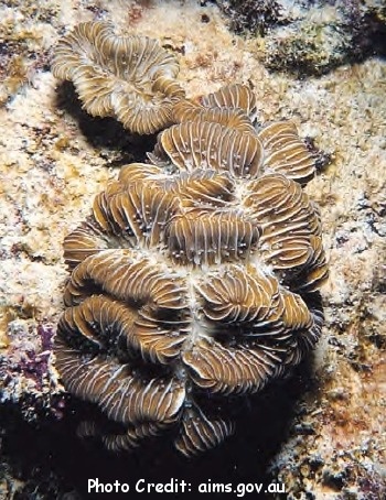  Meandrina braziliensis (Brain Coral, Brazilian Brain Coral)