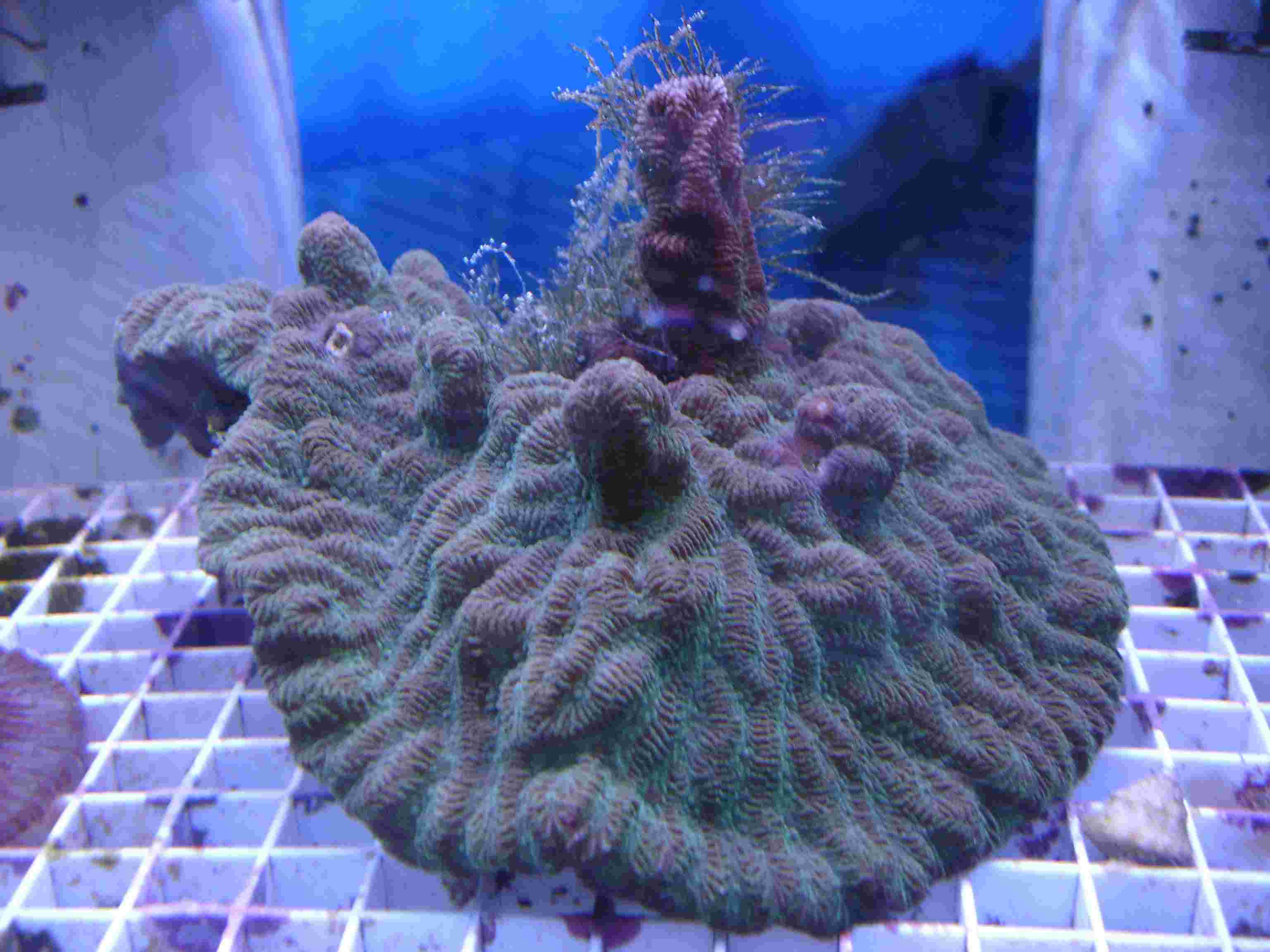  Meandrina meandrites (Brain Coral, Butterprint Brain Coral, Maze Coral)