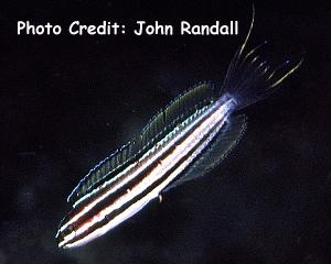  Meiacanthus abditus (Sulu Fangblenny)