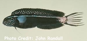  Meiacanthus kamoharai (Kamohara Blenny)