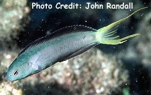  Meiacanthus mossambicus (Mozambique Fangblenny)