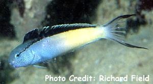  Meiacanthus nigrolineatus (Blackline Fangblenny)