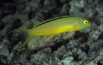  Meiacanthus tongaensis (Green Canary Blenny)