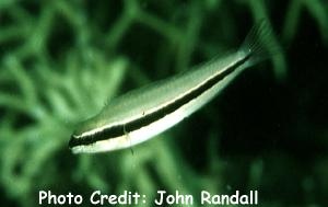  Meiacanthus vittatus (One-stripe Fangblenny)