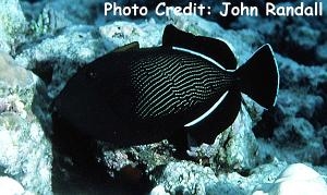  Melichthys indicus (Indian Triggerfish, Black Triggerfish)