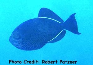  Melichthys niger (Black-finned Triggerfish, Hawaiian Black Triggerfish, Indian Triggerfish, Black Triggerfish)