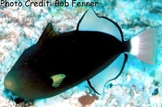  Melichthys vidua (Pink-Tailed Triggerfish)