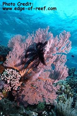  Melithaea sp. (Giant Sea Fan)