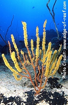  Menella sp. (Sea Fan)