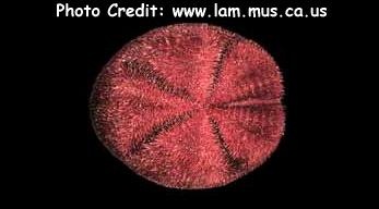  Meoma ventricosa (Cake Urchin, Red Heart Urchin)
