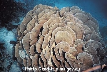  Merulina ampliata (Ruffle Ridge Coral, Lettuce Coral, Ridge Coral)