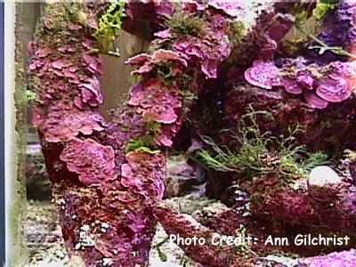  Mesophyllum mesomorphum (Coralline Algae)