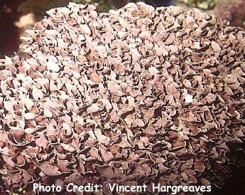  Mesophyllum sp. (Coralline Algae)