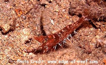  Metapaeneopsis sp. 1 (Prawn)