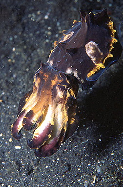  Metasepia pfefferi (Flamboyant Cuttlefish)