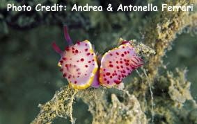  Mexichromis mariei (Sea Slug)