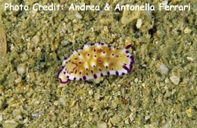  Mexichromis multituberculata (Sea Slug)