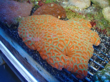  Micromussa amakusensis (Micro Acan)