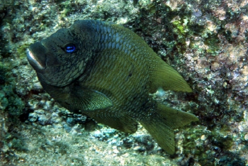  Microspathodon bairdii (Bumphead Damselfish)