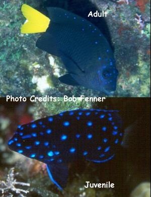  Microspathodon chrysurus (Yellowtail Damselfish)