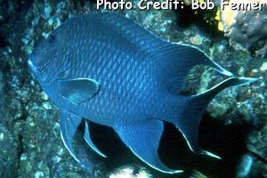  Microspathodon dorsalis (Giant Damselfish)