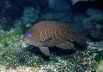  Microspathodon frontatus (Guinean Damselfish)