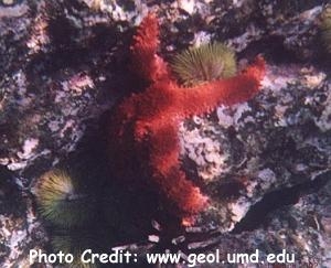  Mithrodia bradleyi (Studded Sea Star)