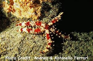  Mithrodia clavigera (Nail-armed Sea Star)