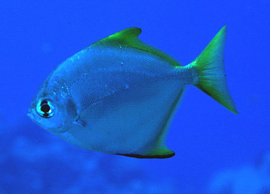  Monodactylus argenteus (Silver Mono, Silver Mooney, Silver Batfish, Mono Argentus)