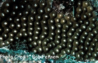  Montastraea cavernosa (Star Bolder Coral, Great Star Coral)