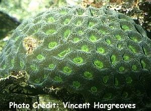  Montastraea curta (Star Bolder Coral)
