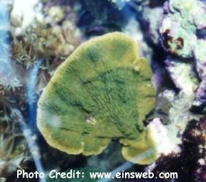  Montipora aequituberculata (Cup Coral, Whorl Coral)