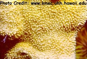  Montipora capitata (Rice Coral, Pore Coral)