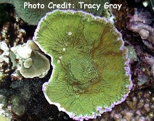  Montipora confusa (Purple Edge Montipora)