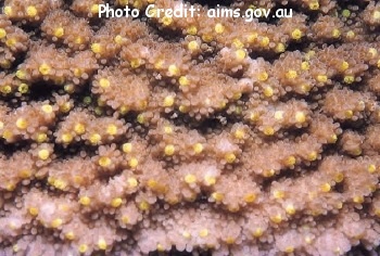  Montipora crassituberculata (Encrusting Montipora)