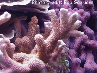  Montipora digitata (Velvet Finger Montipora, Finger Coral)